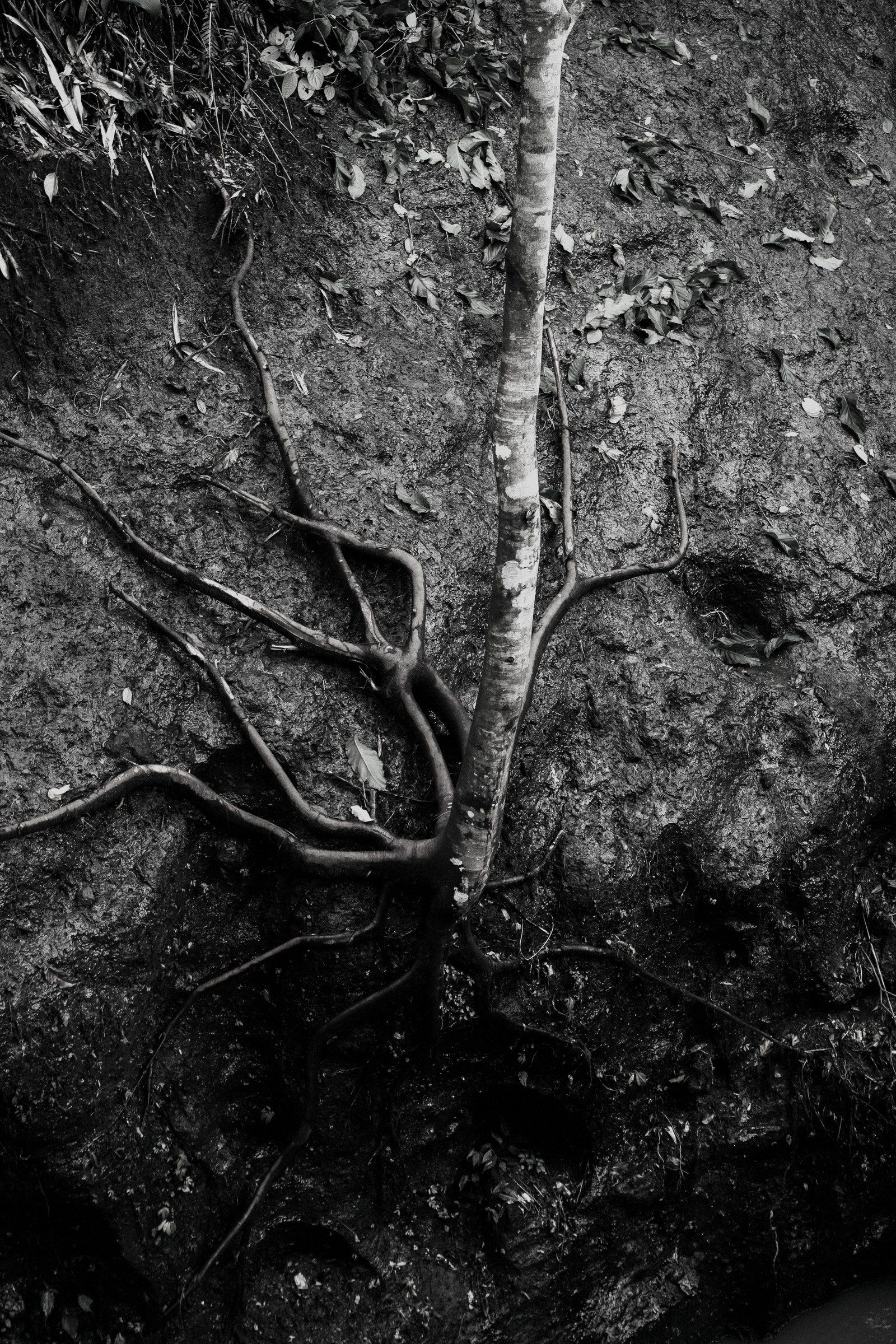 A single tree trunk feeding a wide, exposed root system in dark soil
